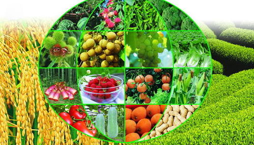 工廠停產(chǎn)下的農(nóng)業(yè)機(jī)遇 蔬菜產(chǎn)業(yè)能否迎來大發(fā)展？