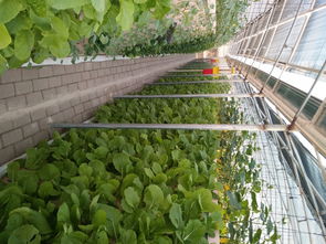 816平方米矩式鳥巢型霧培蔬菜工廠設(shè)計 推動綠色蔬菜與芽苗菜產(chǎn)業(yè)化發(fā)展