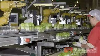 68臺工業(yè)機(jī)器人日處理55萬棵蔬菜，傳統(tǒng)蔬菜工人面臨轉(zhuǎn)型挑戰(zhàn)