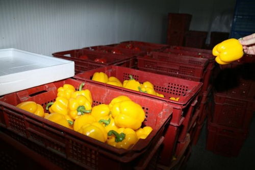 持續(xù)嚴(yán)寒中的上海果蔬大棚 果菜葉菜豐收忙，苗木茁壯成長