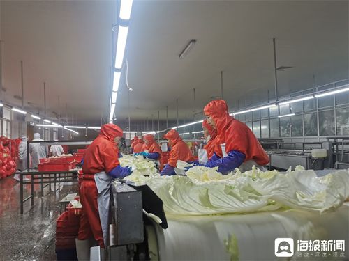 膠州大白菜蹲點記 從田間農(nóng)產(chǎn)品到知名品牌的華麗轉(zhuǎn)身