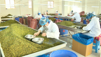 【鄉(xiāng)村行·看振興】高臺(tái) 脫水蔬菜走俏國際市場(chǎng)，特色產(chǎn)業(yè)賦能鄉(xiāng)村振興